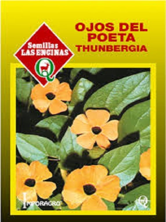 Thumbergia-Alta-Ojos-del-Poeta-1-2.jpg