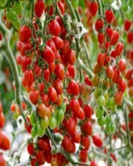Semillas de Tomate Cherry Perita