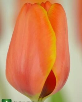 Bulbo de Tulipán Triple A Naranjo con Bordes Amarillos