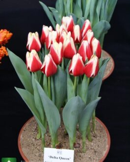 Bulbo de Tulipán Delta Queen Rojo con bordes Blanco