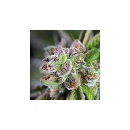 WATERMELON ZKITTLE  FEM X5+2-PYRAMID SEEDS