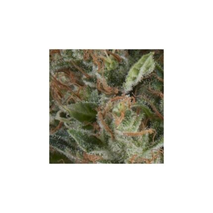 WEMBLEY AUTO X5+2 -PYRAMID SEEDS