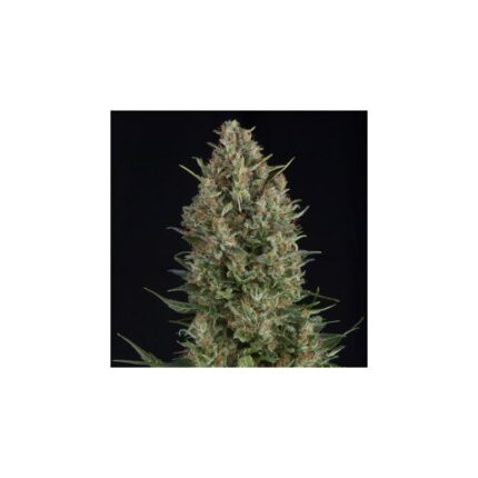 WEMBLEY  FEM X5+2-PYRAMID SEEDS