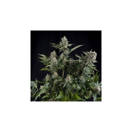 WHITE WIDOW  FEM X5+2-PYRAMID SEEDS