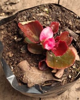 Almácigo de Begonia Porcelana