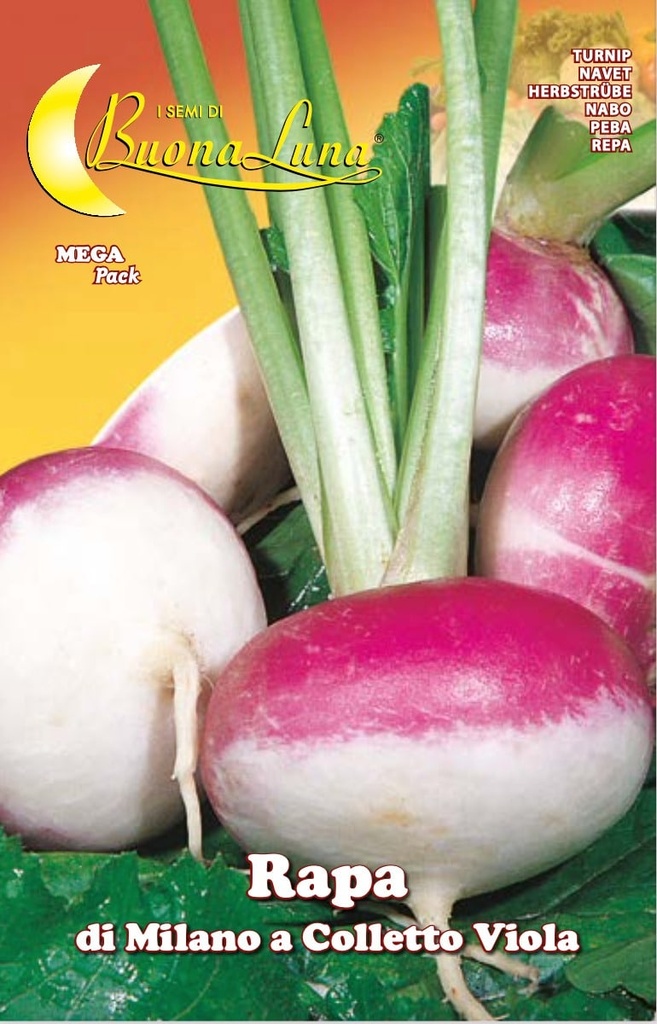cd2f5e6d88793587dea72d53680bf337_Semillas_De_Nabo_De_Milan_Con_Cuello_Morado_45485.jpeg