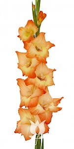 Bulbo de Gladiolo Orange Sun ®