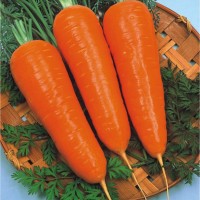 Zanahoria New Kuroda, Tipo Abaco 500 Grs