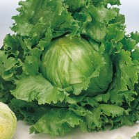 Lechuga Great Lakes Carola 100 Grs