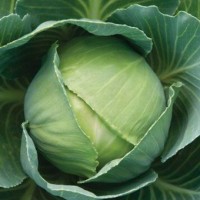 Repollo Copenhague Market 100 Grs