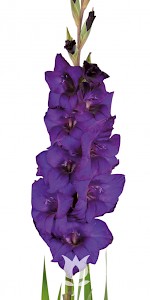 Bulbo de Purple Flora, Lila Intenso