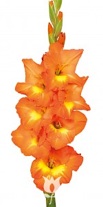 Bulbo de Gladiolo Olinda